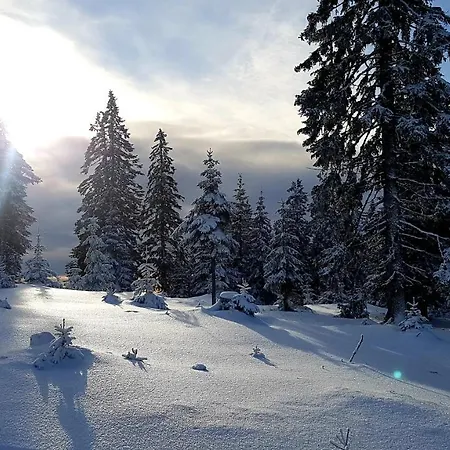 Andrea * 米尔茨楚施拉格